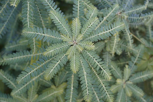 Närbild Blad Exotiska Växter — Stockfoto