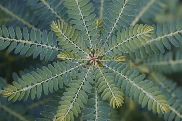 Closeup View Leaves Exotic Plants — Stock Photo, Image