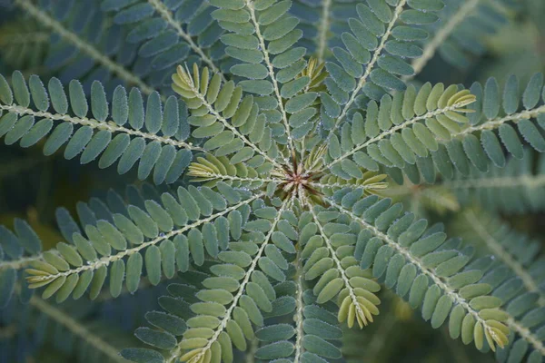 Vue Rapprochée Des Feuilles Plantes Exotiques — Photo