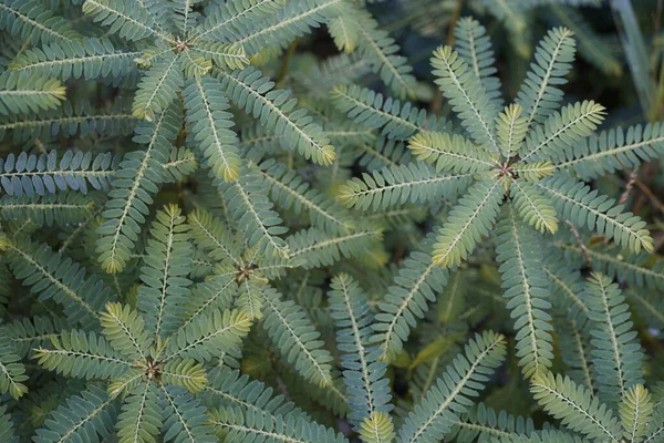 Närbild Blad Exotiska Växter — Stockfoto