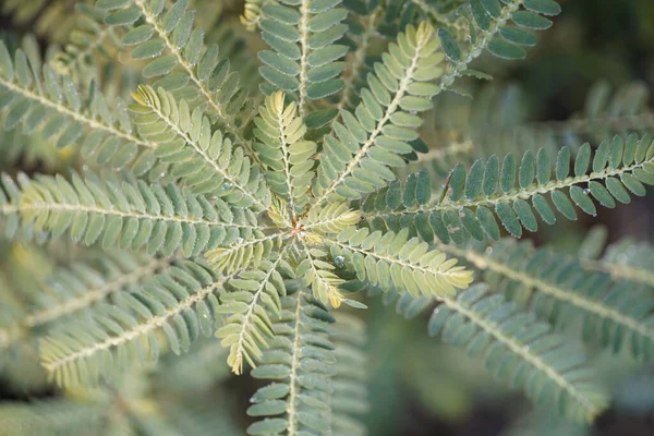 Närbild Blad Exotiska Växter — Stockfoto