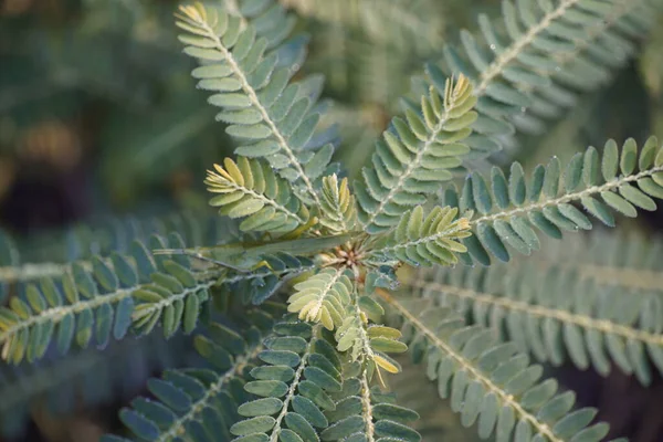 Vue Rapprochée Des Feuilles Plantes Exotiques — Photo