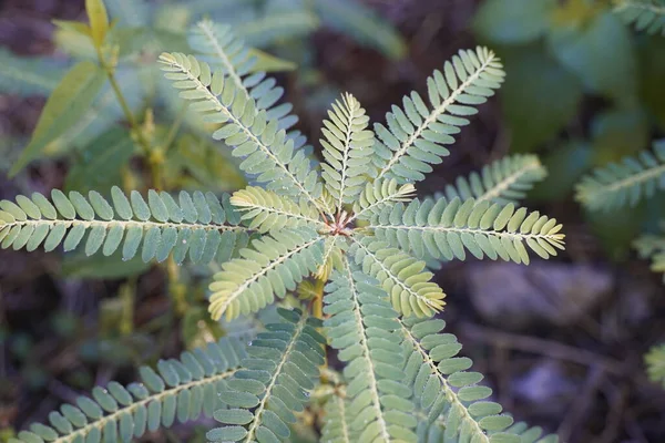 Nahaufnahme Von Blättern Exotischer Pflanzen — Stockfoto