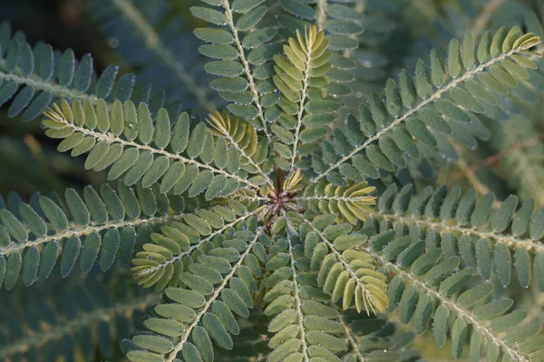 Vue Rapprochée Des Feuilles Plantes Exotiques — Photo