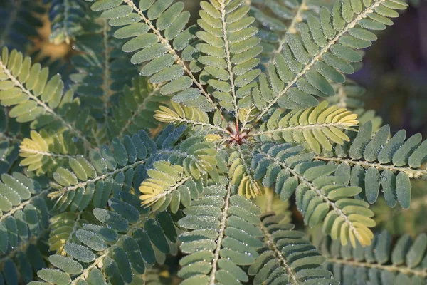 Vue Rapprochée Des Feuilles Plantes Exotiques — Photo