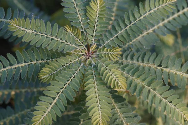 Vue Rapprochée Des Feuilles Plantes Exotiques — Photo