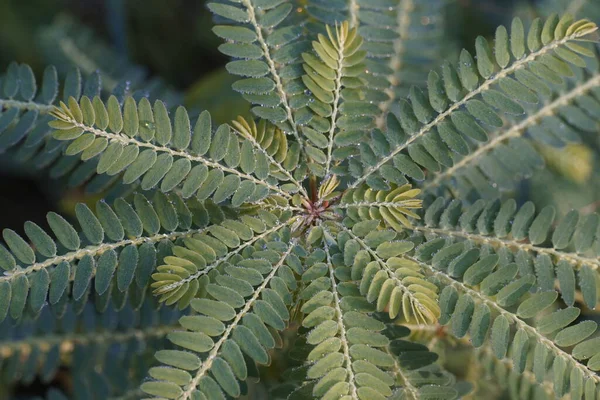 Vue Rapprochée Des Feuilles Plantes Exotiques — Photo