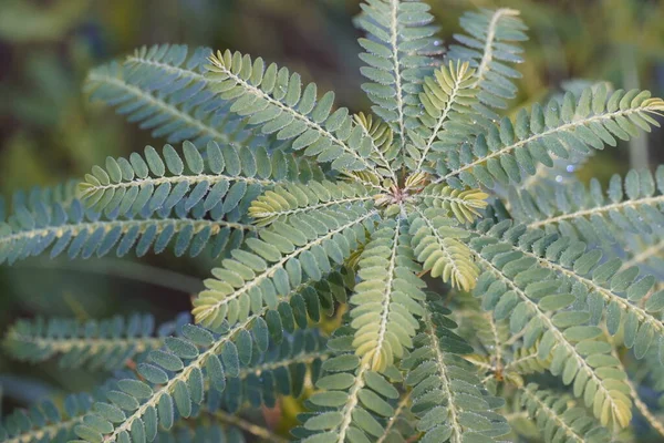 Vue Rapprochée Des Feuilles Plantes Exotiques — Photo