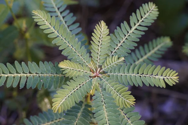 Vedere Aproape Frunzelor Plantelor Exotice — Fotografie, imagine de stoc