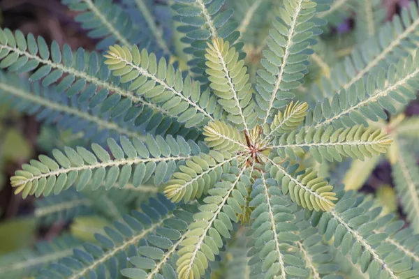 Vue Rapprochée Des Feuilles Plantes Exotiques — Photo