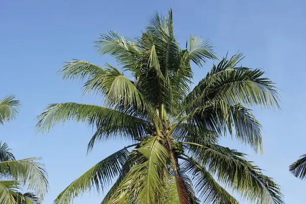Palmeira Coco Fundo Céu — Fotografia de Stock