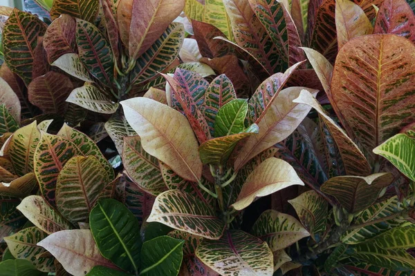 Vue Rapprochée Des Feuilles Plantes Exotiques — Photo