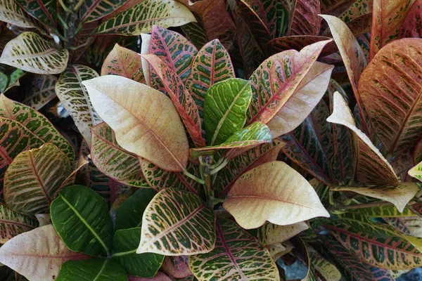 식물의 가까이 — 스톡 사진