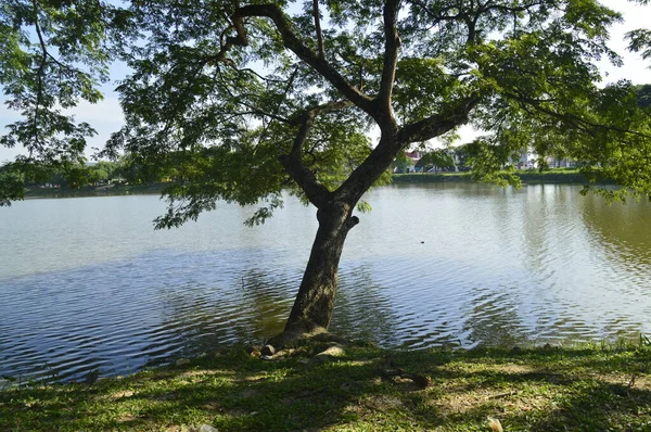 Kulim Kedah Malaisie Juin 2016 Vue Sur Taman Tasik Kulim — Photo