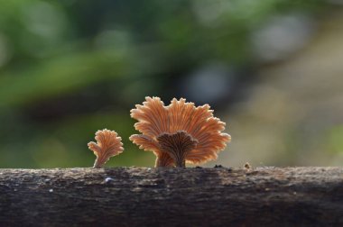 cultivation of Schizophyllum commune, a cultivated edible mushroom clipart