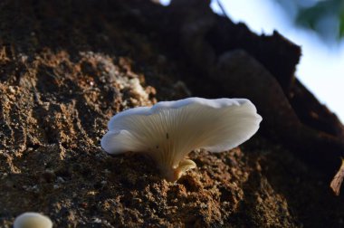 Tahtada izole edilmiş beyaz mantarlar