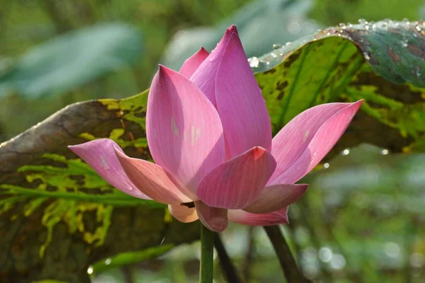 Uma Flor Lótus Rosa — Fotografia de Stock