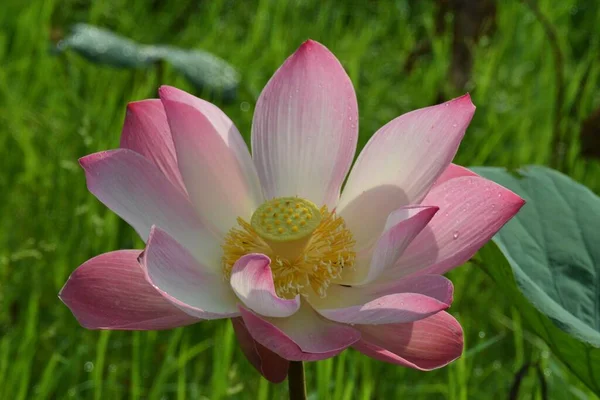 Una Flor Loto Rosa — Foto de Stock