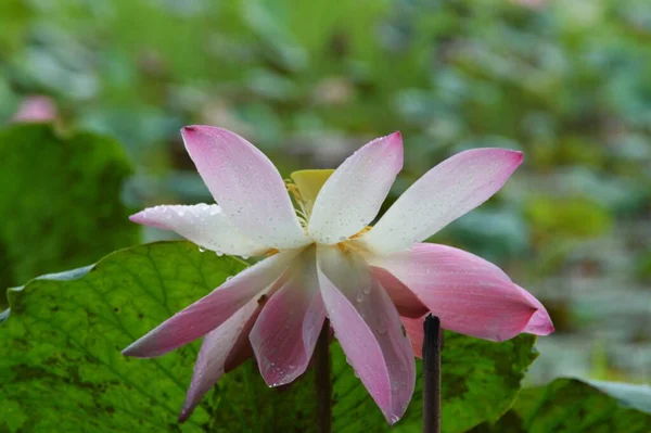 Uma Flor Lótus Rosa — Fotografia de Stock