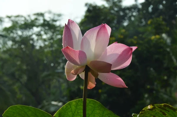 Een Roze Lotusbloem — Stockfoto