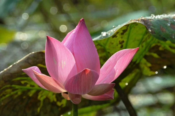 Una Flor Loto Rosa — Foto de Stock