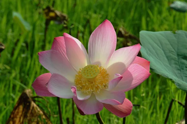 Uma Flor Lótus Rosa — Fotografia de Stock