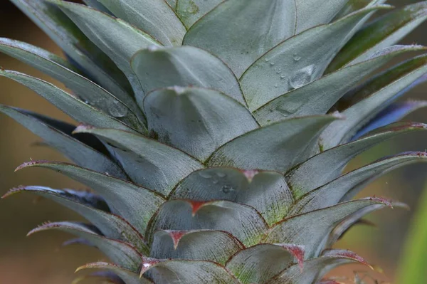 Close Green Pineapple Leaves — Stock Photo, Image