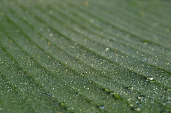 Dew Banana Leaf — Stock Photo, Image