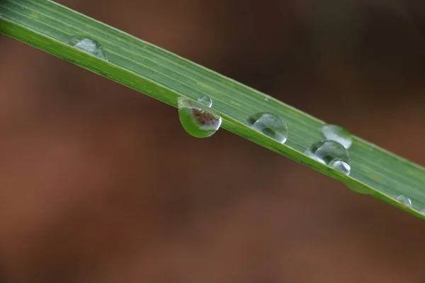 Hierba Verde Con Gotas Rocío —  Fotos de Stock