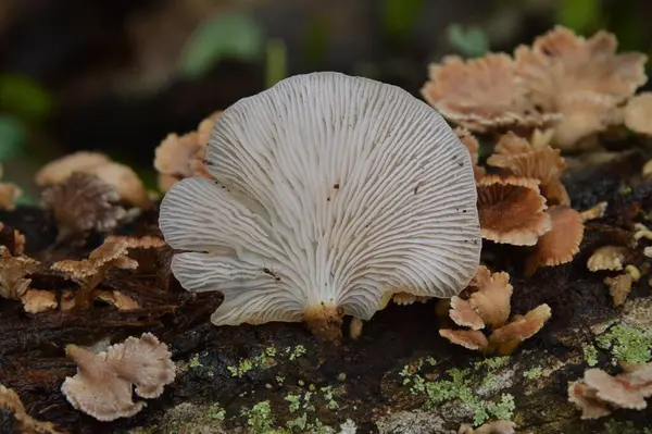 Weiße Pilze Isoliert Auf Dem Holz — Stockfoto