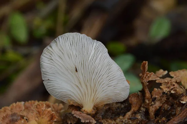 Cogumelos Brancos Isolados Madeira — Fotografia de Stock
