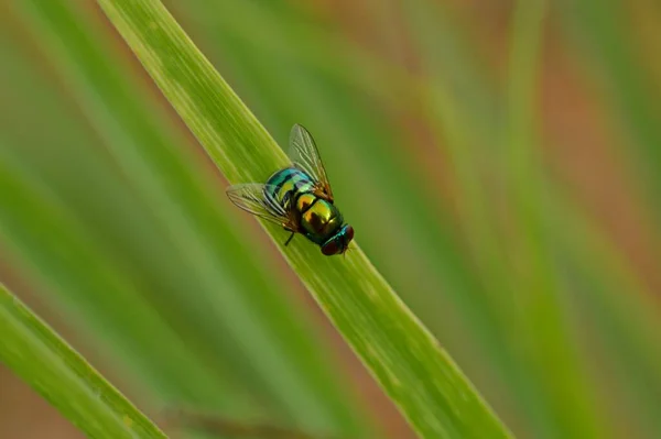 Une Mouche Repose Sur Branche — Photo