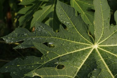 Papaya yapraklarını kapatın.