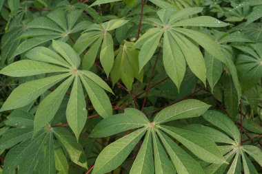 Yeşil tapyoka yapraklarının tam kare görüntüsü