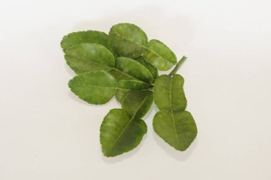 Beyaz arkaplanda kaffir limonu