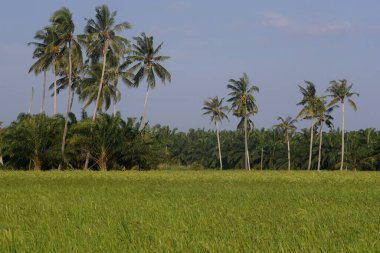Hindistan cevizi palmiyeleri çeltik tarlasında, Sungai Mati, Muar, Johor, Malezya