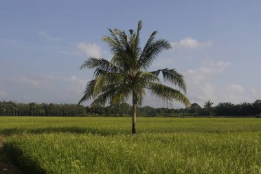 Sungai Mati, Muar, Johor 'daki çeltik tarlasında hindistan cevizi ağacı.