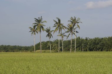 Sungai Mati, Muar, Johor 'daki çeltik tarlasında hindistan cevizi ağaçları