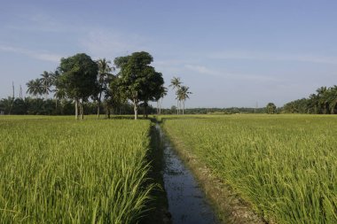 Çeltik tarlasının tam kare görüntüsü
