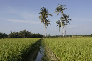 Sungai Mati, Muar, Johor 'daki çeltik tarlasında hindistan cevizi ağaçları