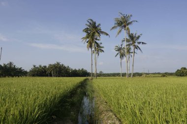 Sungai Mati, Muar, Johor 'daki çeltik tarlasında hindistan cevizi ağaçları
