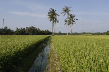 Sungai Mati, Muar, Johor 'daki çeltik tarlasında hindistan cevizi ağaçları
