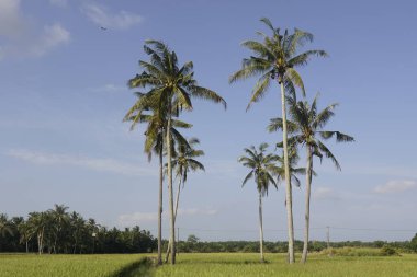Sungai Mati, Muar, Johor 'daki çeltik tarlasında hindistan cevizi ağaçları