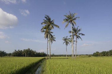 Sungai Mati, Muar, Johor 'daki çeltik tarlasında hindistan cevizi ağaçları