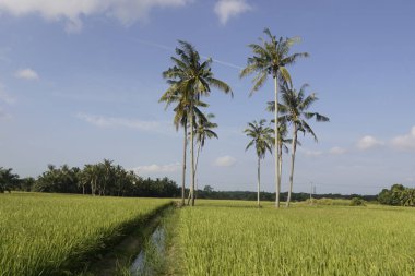 Sungai Mati, Muar, Johor 'daki çeltik tarlasında hindistan cevizi ağaçları