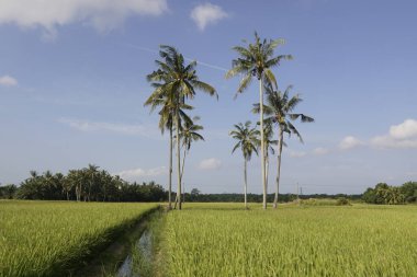 Sungai Mati, Muar, Johor 'daki çeltik tarlasında hindistan cevizi ağaçları