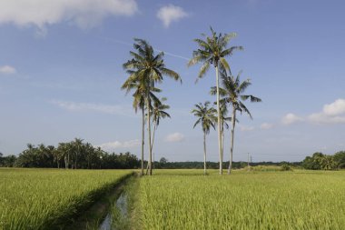 Sungai Mati, Muar, Johor 'daki çeltik tarlasında hindistan cevizi ağaçları