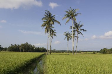 Sungai Mati, Muar, Johor 'daki çeltik tarlasında hindistan cevizi ağaçları