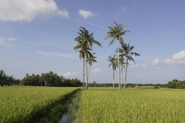 Sungai Mati, Muar, Johor 'daki çeltik tarlasında hindistan cevizi ağaçları