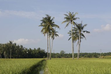 Sungai Mati, Muar, Johor 'daki çeltik tarlasında hindistan cevizi ağaçları